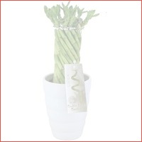 Lucky Bamboo In relief pot 11 cm