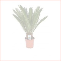 Cycas Revoluta 60 cm