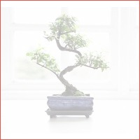 2 stuks Authentieke Chinese Bonsai Boomp..