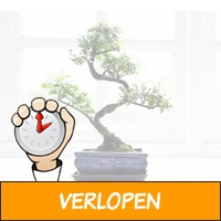 2 stuks Authentieke Chinese Bonsai Boompjes met Keramie..