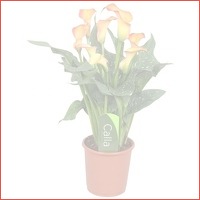 Zantedeschia Calla Morning Sun Oranje