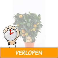 Citrus Citrofortunella Microcarpa op rek