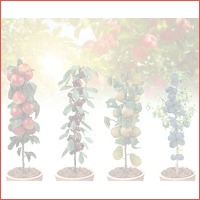 Set van 4 fruitbomen
