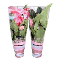 Medinilla Magnifica met 6 knoppen in Cadeauhoes