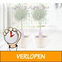 Set van 2 Fleurige Lavendelboompjes incl. Rieten Manden