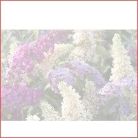 3 x Buddleja vlinderstruik