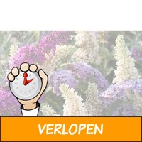 3 x Buddleja vlinderstruik