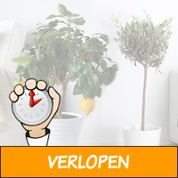 Set van 4 mediterrane fruitbomen voor je eigen tuin, te..