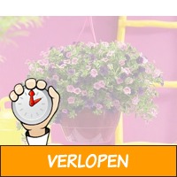 Set van 60 zomerbloeiers