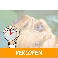 Veiling: Apenheul voor 2