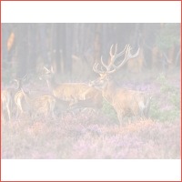 4 dagen Van der Valk Veluwe