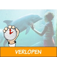 Veiling: Tickets voor een dagje Dolfinarium en Waterpre..