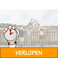 Veiling: Op safari in Beekse Bergen (2 personen)