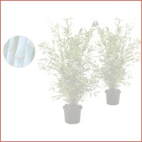 2 x blauwe bambooplant