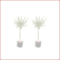 Veiling: 2 Salix Flamingo bomen