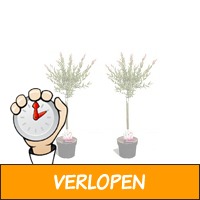 Veiling: 2 Salix Flamingo bomen