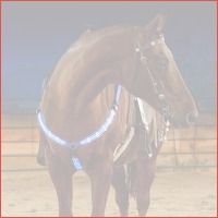 LED-borsttuig voor paard en pony