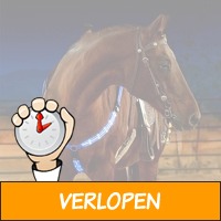 LED-borsttuig voor paard en pony