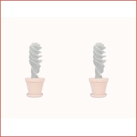 2 x Spiraalcactus