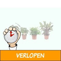 Ga voor een mini jungle in huis met 4 groene planten!