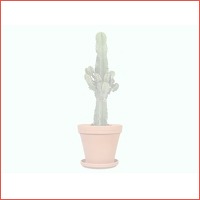 Euphorbia Cactus