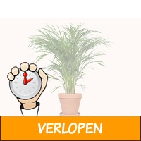 Creeer een tropische sfeer in huis met de Areca palm!