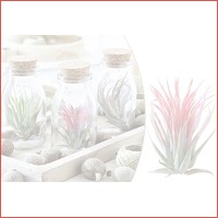 Tillandsia luchtplanten in de aanbieding