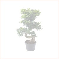 Ficus Ginseng Bonsai XL