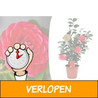 Veiling: Valentijnstippanse roos met rode bloemen (60-6..