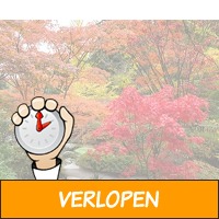 Set van 4 Japanse Esdoorns