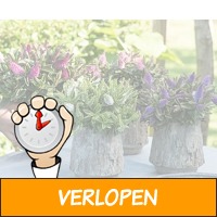 Set van 6 Hebe struiken