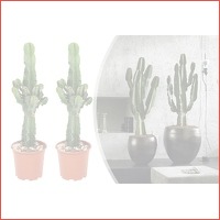 Set van 2 Euphorbia cactussen