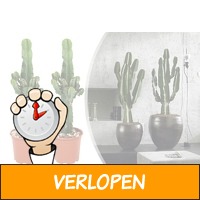 Set van 2 Euphorbia cactussen