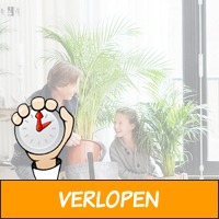 Set van 4 trendy kamerplanten