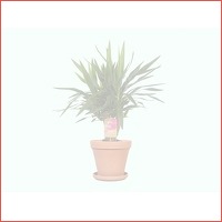 Haal de stoere kamerplant Yucca