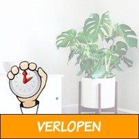 Trendy gatenplant