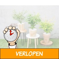 Set van 4 Japanse esdoorns