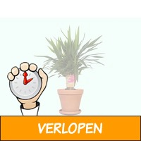 Haal de stoere kamerplant Yucca