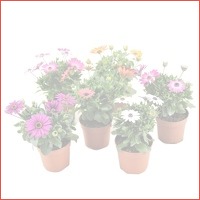 Perfect Plant Set van 6 Spaanse Margriet..