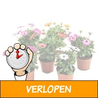 Perfect Plant Set van 6 Spaanse Margrieten