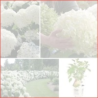 Set van 2 Hortensia's met XXL bloemen