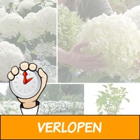 Set van 2 Hortensia's met XXL bloemen