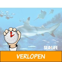 Ontdek de onderwaterwereld bij SEA LIFE Scheveningen