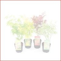 Perfect Plant set van 4 Japanse esdoorns