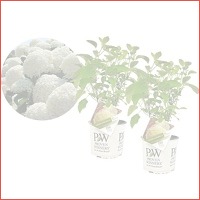 2 x Perfect Plant Hortensia Strong Annab..