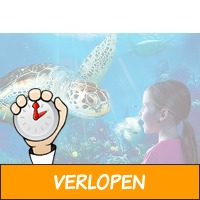 Ontdek de rijke onderwaterwereld bij SEA LIFE Blankenbe..