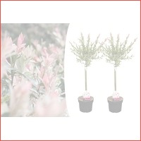 Veiling: 2 Salix Flamingo bomen (75 - 80..