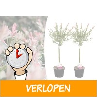 Veiling: 2 Salix Flamingo bomen (75 - 80 cm)