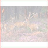 3 dagen Veluwe HP