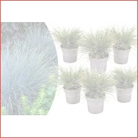 Festuca Glauca siergrassen 6 stuks